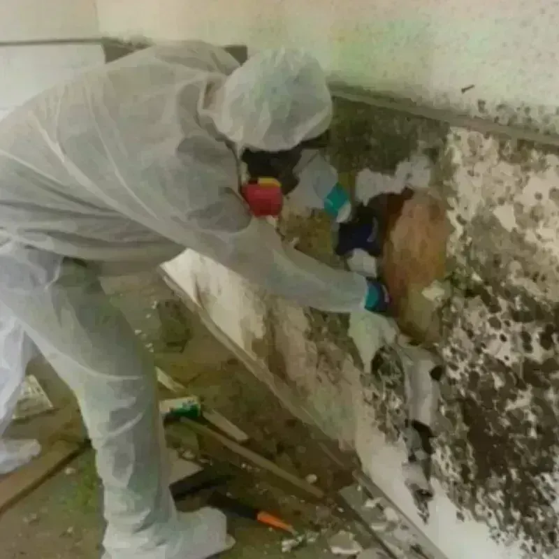 Mold Remediation and Removal in Bellaire, TX